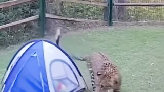 video shorts