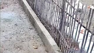 video shorts