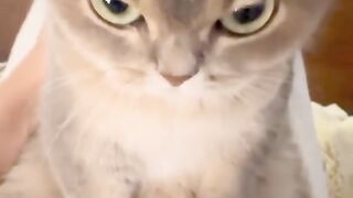 Cute cat