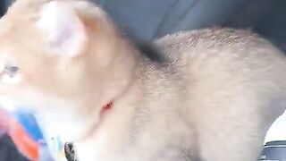 Cute adorable cat