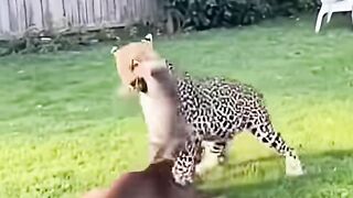 Cat save dog