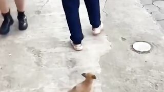 Animals funny shorts