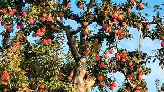 Beautiful Fresh Fruits   Natures Calm and Sweet Blessing