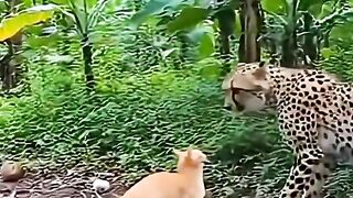 Just a cheetah, how dare you fight Oyen, the lion even retreats