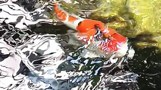 Koi Fish