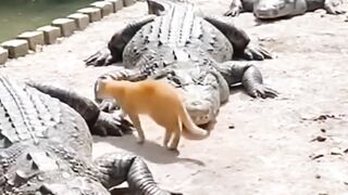 The Brave Cat
