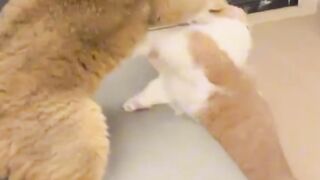 Battle of the cats