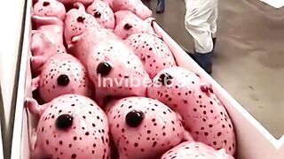 5 Weirdest Animal Farms That Actually Exist