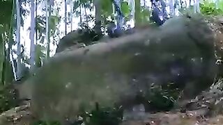 China Develops a Robotic Dog