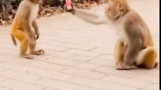 Crazy Monkey Adventures