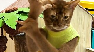 Cat dance