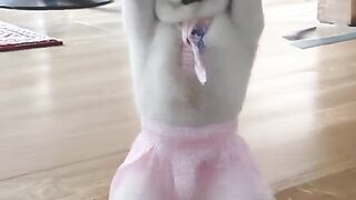 Cat dance with pink tutu