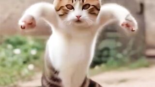 Funny cat dance brmmm
