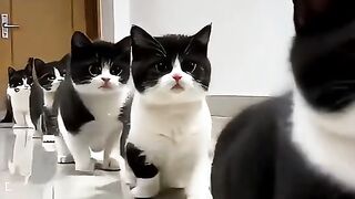 Kitten cute
