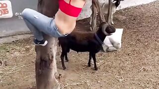 This Goat Woke Up and Chose Violence