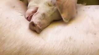 Cute Pig is so Sleepy