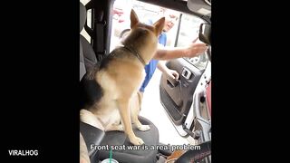 You Will Die Laughing at These German Shepherds   Funniest Dog Videos  Funny Animals Compilation