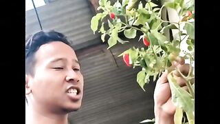 Amazing Im going to harvest chilies