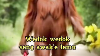 Funny Monkey