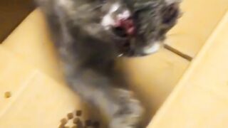 Love the injured cat