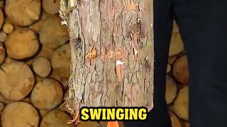 nivetadhingramusic