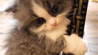 funny cat
