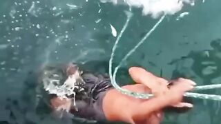 Oh my god very big shark