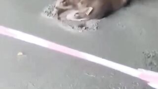 This pig make me angry
