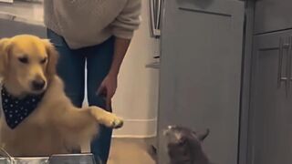 Funny and cute cat