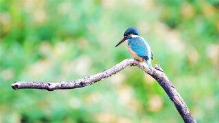 beautiful blue bird