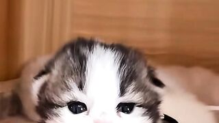 cat behavior