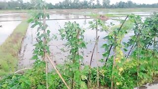 Petik sayuran di kebun sendiri