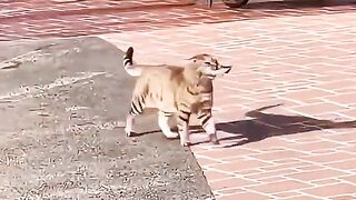 The Wild Cat the Fish Thief