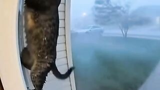 Cat lovers