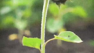 Time lapse 8 detik Flower growth