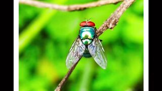 Insect