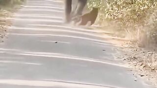 Tiger attack in the elephant