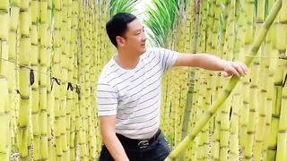 Let s Having A Good Feel Of The Sugarcane