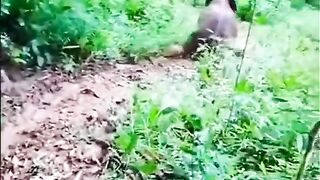 Animal