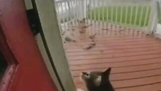 Cat cute
