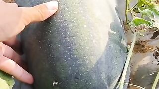 Semangka