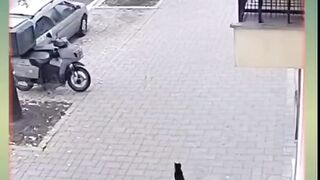 Cat hero
