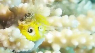 The beauty of the underwater world