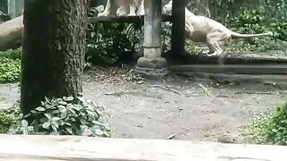 Brave Kid Tries to Play with a Lion at the Zoo!