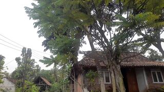 RURAL ATMOSPHERE IN THE MORNING WITH THE SOUND OF BIRD