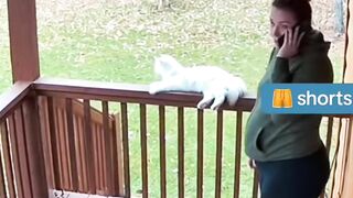 Hero cat