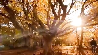 Best fall of the year