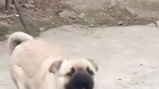 The angry dog is so funny