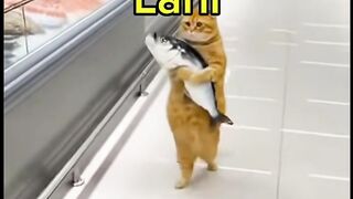 Kucing jahil