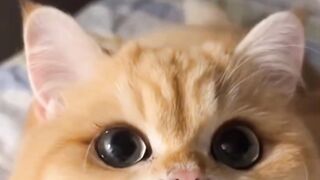 Funny and Cute Cat - Cute kitten compilation